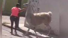 Mujer sorprende al pasear una llama por calles de San Juan del Río, Querétaro