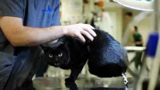 A los dos años una cosechadora que le amputó ambas patas traseras.