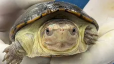 Nace “Migaja”, la tortuga más pequeña del mundo en Guadalajara