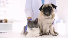 Hospital veterinario 24/7 en CDMX: dónde está y qué servicios ofrece