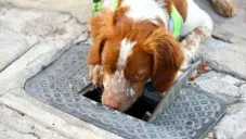 Manchas, el perro que salva agua detectando fugas en México