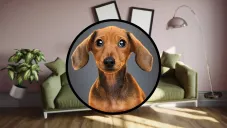 Cómo proteger a tus mascotas durante un sismo: guía para mantenerlas seguras