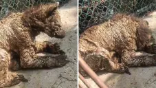 El Zoológico La Pastora ya respondió ante la polémica que lo envuelve.