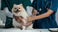 Científicos descubren que la rapamicina podría alargar la vida de los perros hasta 24 años humanos