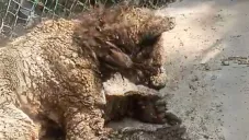 Mina, la osa rescatada, recibe atención vital en Fundación Invictus tras traslado exitoso