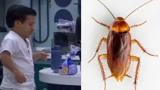 VIDEO: ¡Hay cucarachas en La Casa de los Famosos!