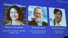 Nobel de Medicina 2025: Brunkow, Ramsdell y Sakaguchi descifraron el “freno” del sistema inmunológico