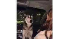 UPN Chihuahua expulsa a alumna tras video de maltrato animal; emborracharon a perrita callejera