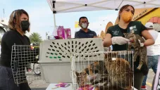 La medida es para cuidar el derechos de los animales, reptiles e insectos que venden.