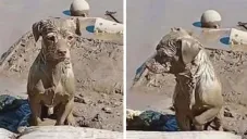 Perrito cubierto de lodo espera a su familia tras inundaciones en Poza Rica