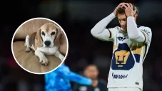 &quot;Nos han mentido y traicionado&quot;: El duro mensaje de Aaron Ramsey tras perder a su perrita