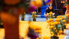 ¿Por qué se usan flores de cempasúchil en Día de Muertos?