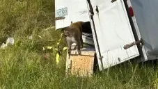 El animal además tiene herpes, hepatitis C y enfermedades de transmisión sexual.