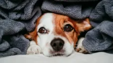 Así puedes cuidar a tu perrito del frío y mantenerlo feliz este invierno