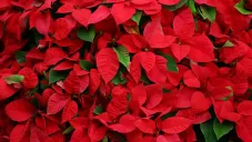 ¿Dónde comprar nochebuenas en CDMX? Fechas y lugares confirmados 2025