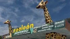 Murieron 24 borregos muflones por unos perros hambrientos que lograron colarse al lugar.