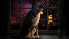 Cómo cuidar a tu perrito en Navidad: consejos para protegerlos de la pirotecnia