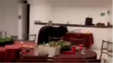 Oso negro irrumpe en posada navideña en Nuevo León y se come la cena
