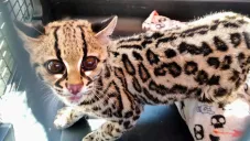 Profepa rescata a tigrillo en estado crítico por deshidratación en Álvaro Obregón, CDMX