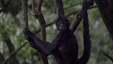 VIDEO: Mono araña ingresa a una tienda en Chiapas y muerde a una mujer