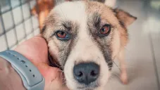 CDMX recomienda adoptar antes de comprar mascotas y alerta sobre venta ilegal