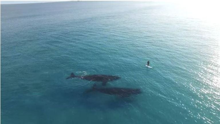 Las ballenas nadando cerca del surfista