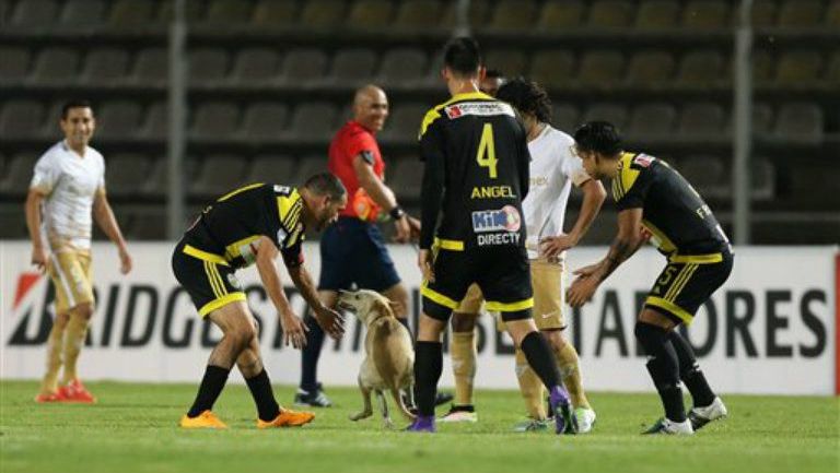 Los futbolistas intentan detener al canino