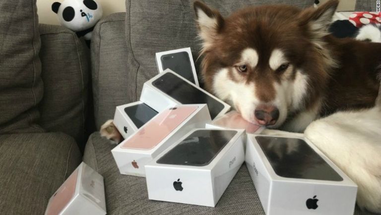 'Coco', el perro millonario con sus ocho iPhone 7