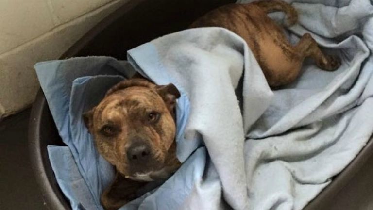 Freya, la perrita mestiza que no fue adoptada durante seis años