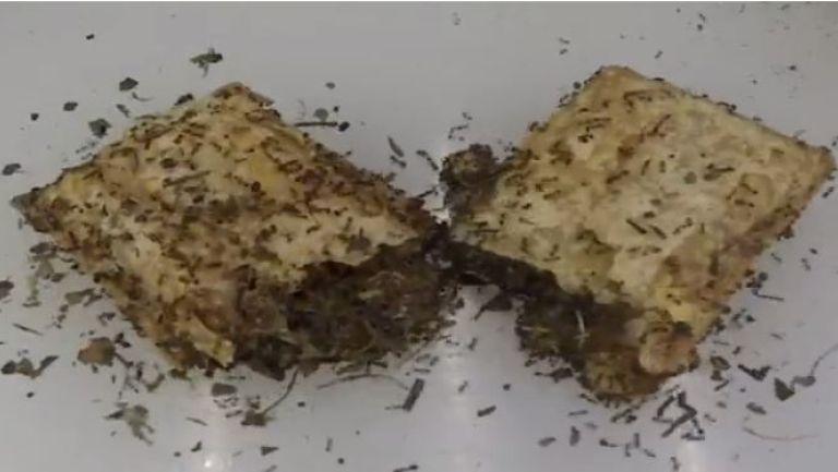 Las hormigas devoran el pay de manzana