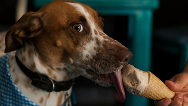 Un perro saborea su helado en 'Don Paletto'