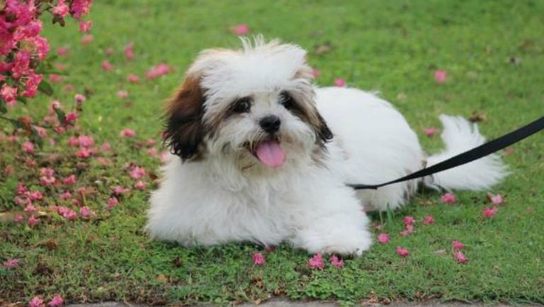 Foto de un perro de raza Lhasa Apso, igual que Nina