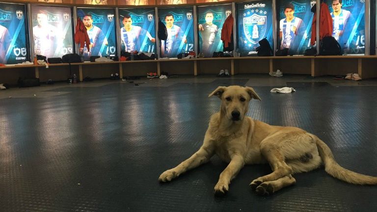 El perro posa en el vestidor de Tuzos