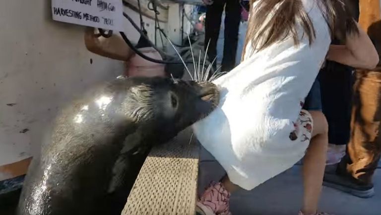 Momento exacto en el que la foca salta y arrastra a la niña al agua