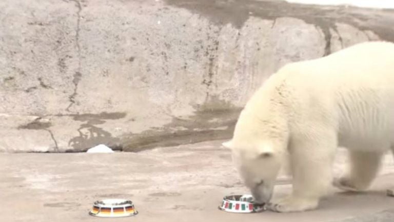 La osa polar vive en el zoológico de Moscú 