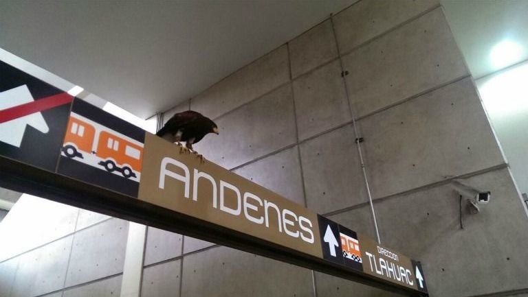Águila se posa en uno de los letreros de las Línea 12 del Metro