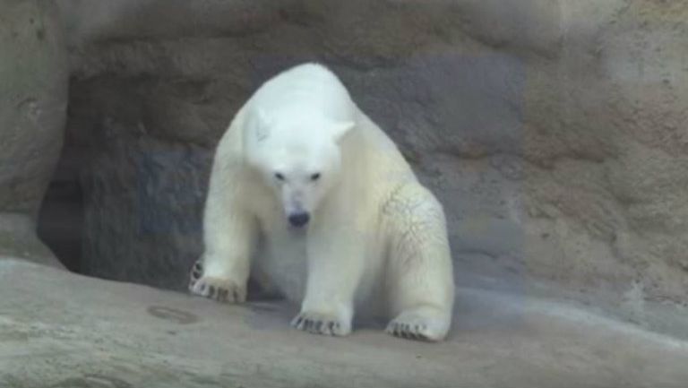 La osa polar vive en el zoológico de Moscú 