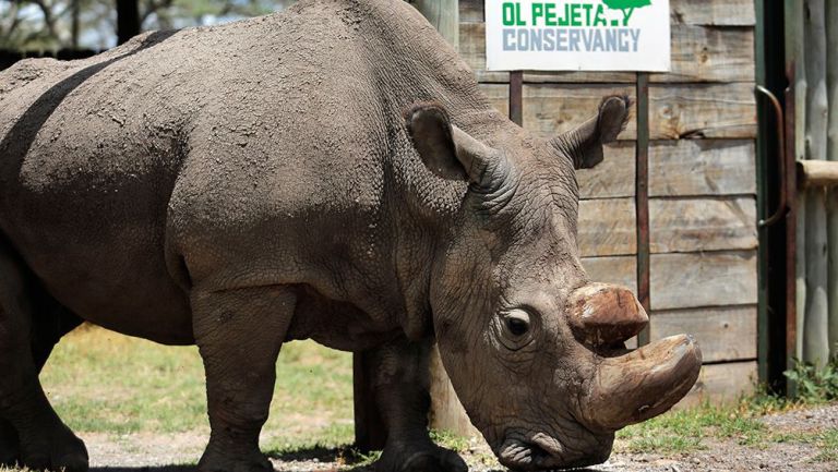 Sudan, el último rinoceronte blanco 