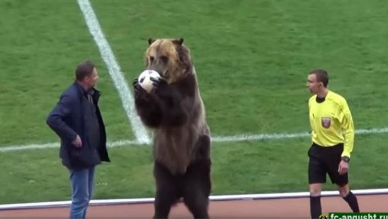 Oso entrega balón al árbitro de un juego en Rusia