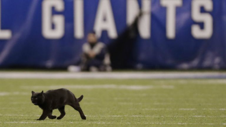 El gato que interrumpió el jugo entre Cowboys y Giants