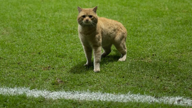 Felino ingresa al terreno de juego en duelo de México vs Bermudas