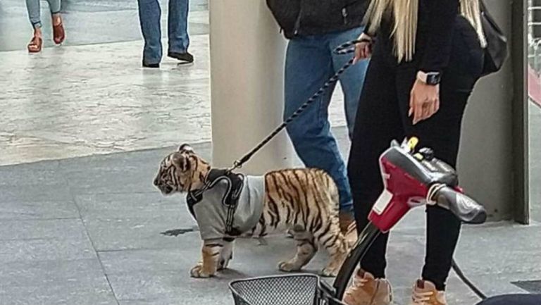 Tigre en Plaza Antara