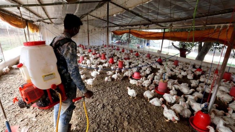 Rusia detectó cepa H5N8 de gripe aviar