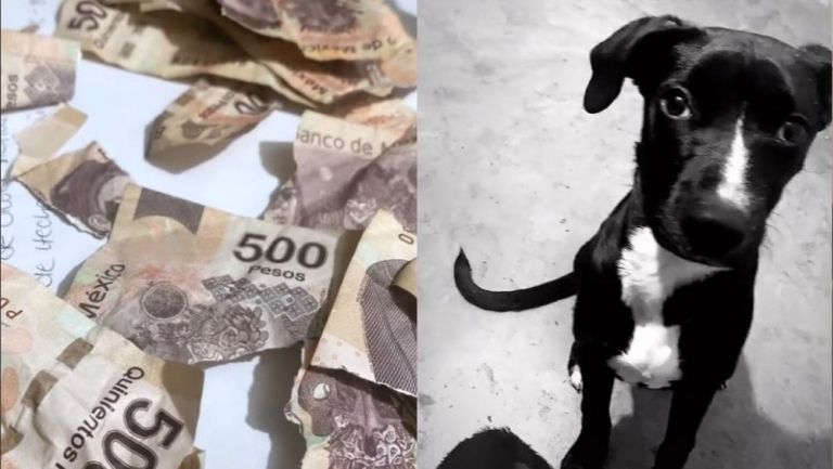 Perrito destruyó los billetes