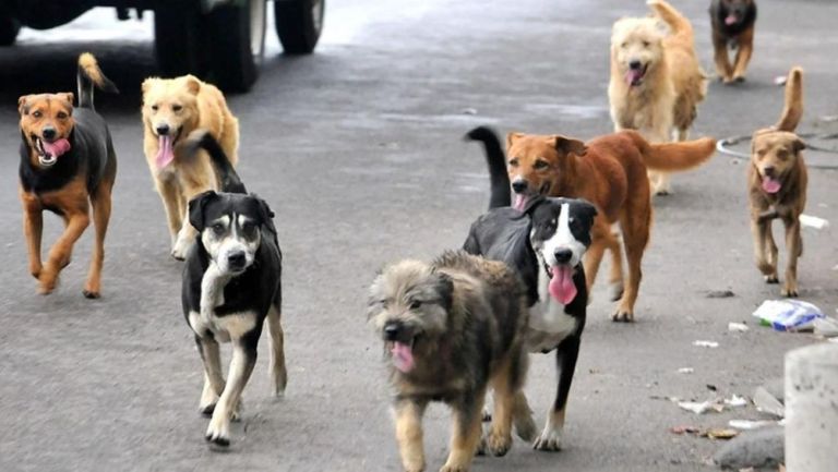 Tultitlán: Hombres detenidos por vender 'tacos de perro' serán juzgados en libertad