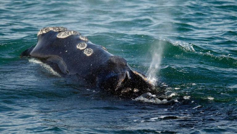 Ballena jorobada