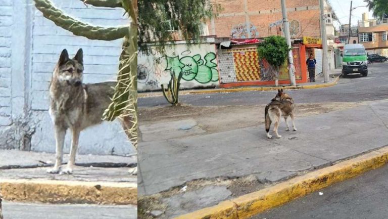 Lobo se escapa del Zoológico de San Juan de Aragón y niño de 12 años ayuda a capturarlo