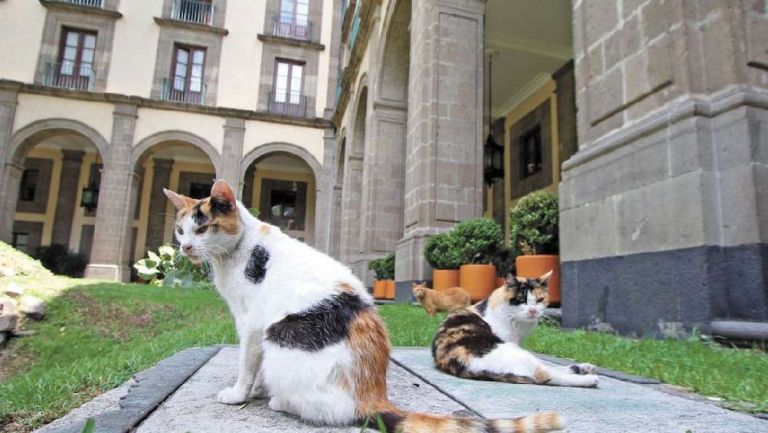Gatos que viven en Palacio Nacional tendrán alimentación y cuidado de por vida, por orden de AMLO