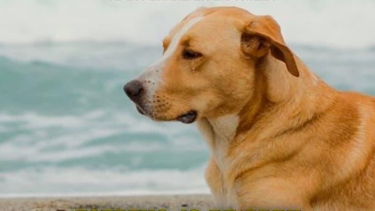 De las calles a la fama: "Vaguito", un perro rescatado se convierte en estrella de cine